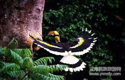 盈江游玩最強(qiáng)攻略 你得這樣玩 盈江游玩最強(qiáng)攻略 你得這樣玩