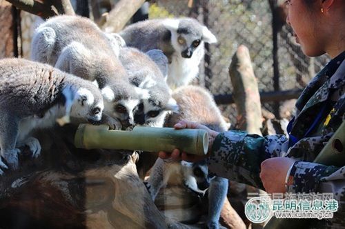 云南野生動物園引進(jìn)世界上最漂亮的猴子山魈 邀游客為其取名