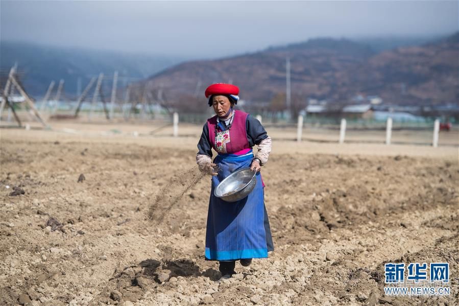 （社會）（3）雪域高原農事忙